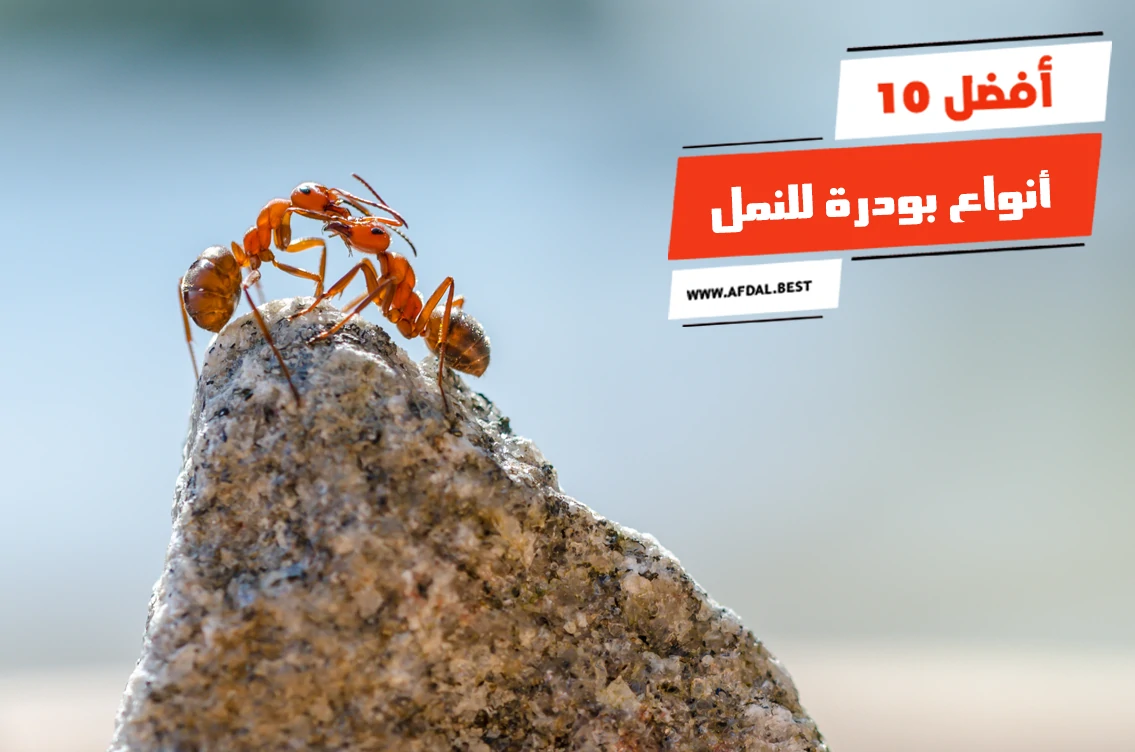 أفضل 10 أنواع بودرة للنمل