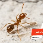 أفضل 10 طرق التخلص من النمل