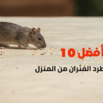 أفضل 10 طرق لطرد الفئران من المنزل
