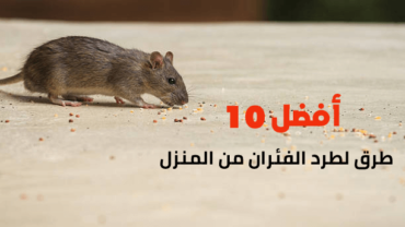 أفضل 10 طرق لطرد الفئران من المنزل