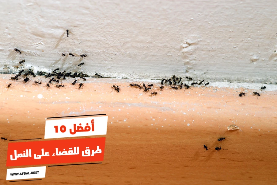 أفضل 10 طرق للقضاء على النمل