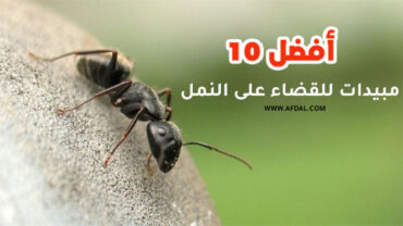 أفضل 10 مبيدات للقضاء على النمل
