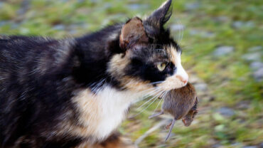 القضاء على الفئران باستخدام قطة كيتي