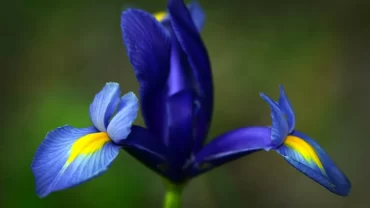 زهرة السوسن الزرقاء