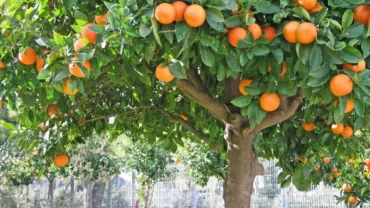 شجرة البرتقال