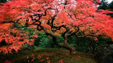 شجرة القيقب الياباني