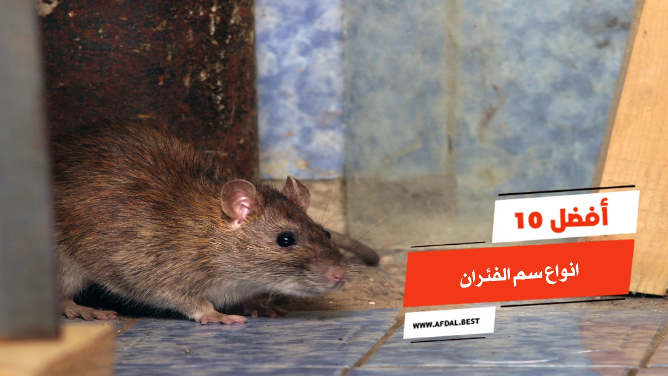 أفضل 10 انواع سم الفئران قوي من الصيدلية