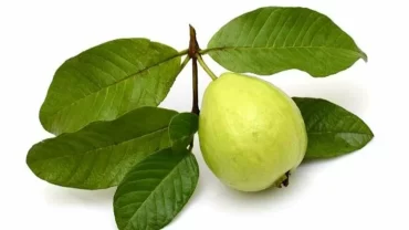 أوراق الجوافة
