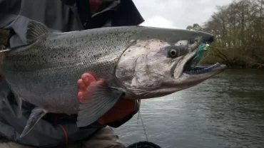 سلمون الملك/ king salmon