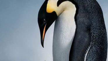 فيلم March Of The Penguins (2005)