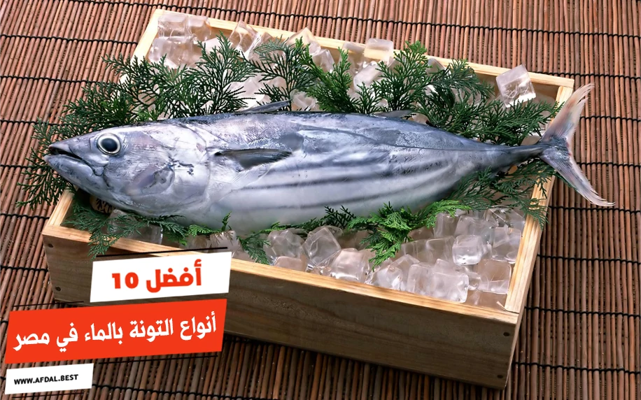 أفضل 10 أنواع التونة بالماء في مصر