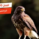 أفضل 10 أنواع الطيور الجارحة