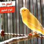 أفضل 10 أنواع الطيور المنزلية