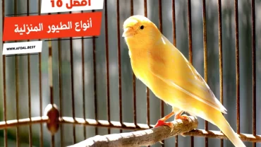 أفضل 10 أنواع الطيور المنزلية