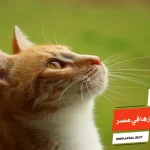 أفضل 10 أنواع القطط واسعارها في مصر
