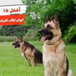 أفضل 10 أنواع كلاب الحراسة في مصر