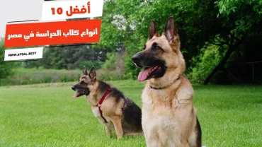 أفضل 10 أنواع كلاب الحراسة في مصر