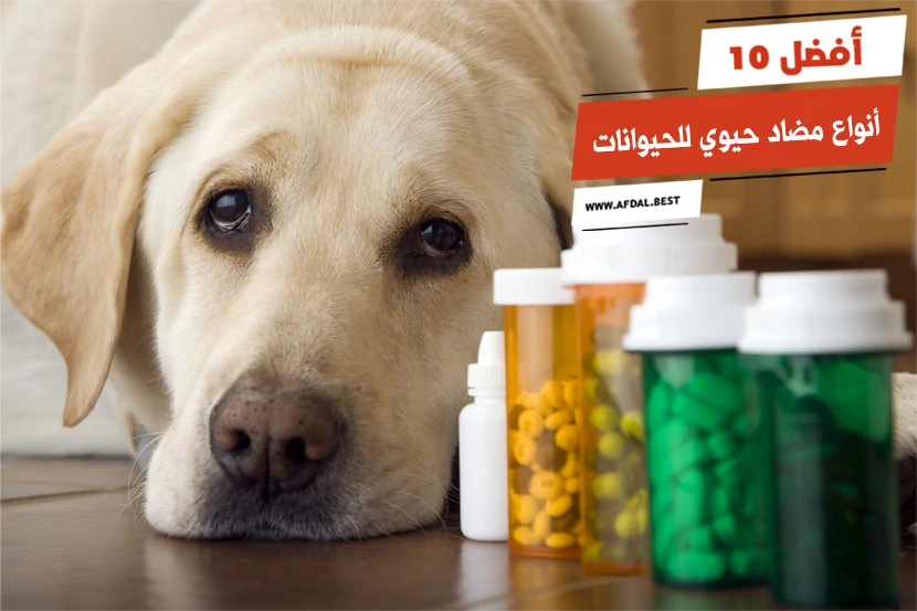 أفضل 10 أنواع مضاد حيوي للحيوانات