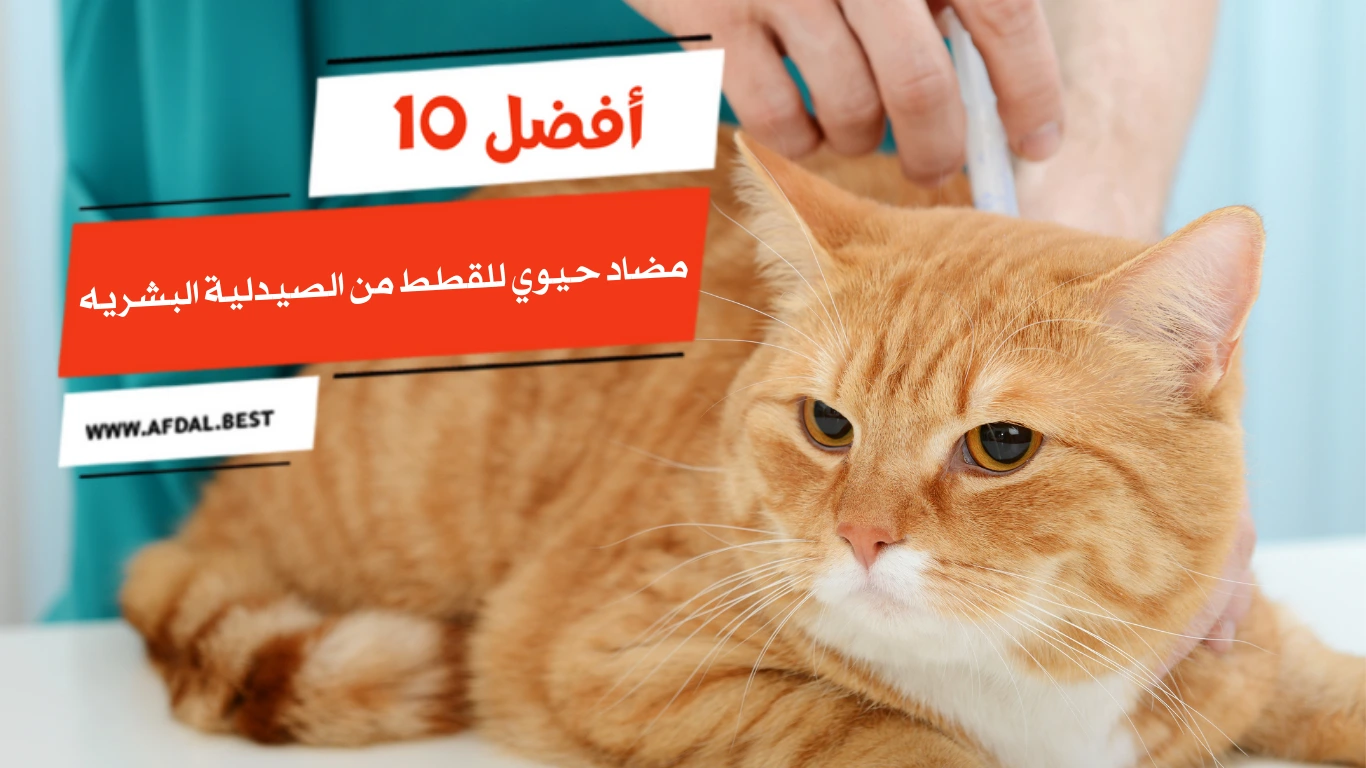 أفضل 10 أنواع مضاد حيوي للقطط من الصيدلية البشريه
