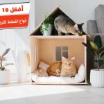 أفضل 10 انواع القطط للتربية في المنزل