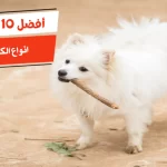 أفضل 10 انواع الكلاب اللولو