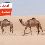 أفضل 10 حيوانات تعيش في الصحراء