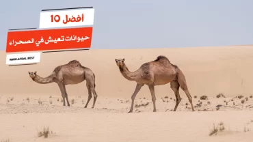 أفضل 10 حيوانات تعيش في الصحراء
