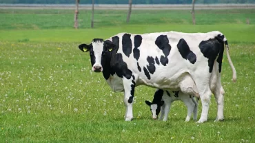 الأبقار