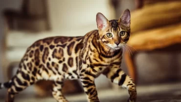 القط البنغالي / Bengal cat