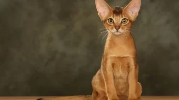 القط الحبشي / Abyssinian cat