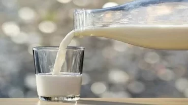 اللاكتوفيرين، الحليب البقري