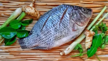 سمك البلطي/Tilapia Fish