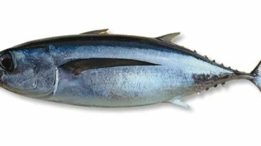 سمك التونة الباكور