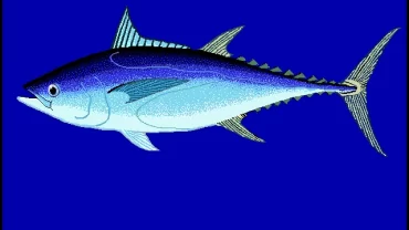 سمك التونة تونغول