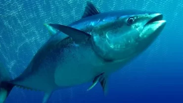 سمك التونة ذو الزعنفة الزرقاء