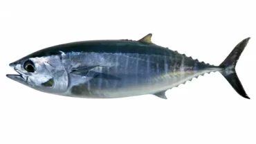 سمك التونة ‏