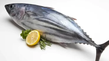 سمك التونة/Tuna Fish