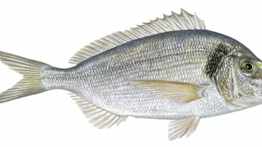 سمك الدنيس/Gilt-head bream Fish