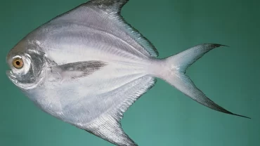 سمك الزبيدي/ Stromateus Fish