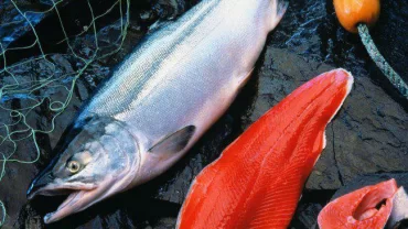سمك السلمون / Salmon Fish
