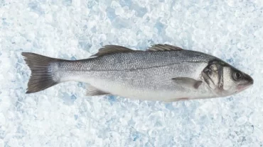 سمك القاروص/ Bass Fish