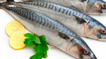 سمك الماكريل/ Mackerel Fish