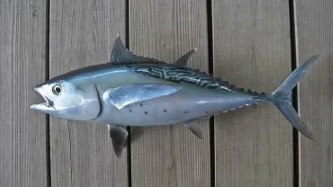 سمكة التونة بونيتو