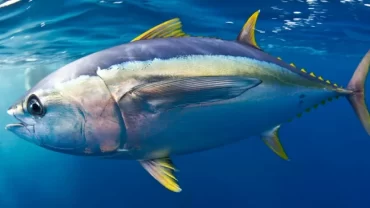 سمكة التونة ذات الزعانف السوداء