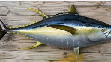 سمكة التونة ذو الزعنفة الصفراء