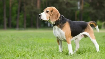 كلاب البيجل / Beagle