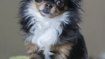 كلب الشيواوا Chihuahua