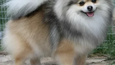 كلب بومرينيان Pomeranian