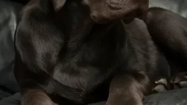 كلب لابرادور ريتريفر Labrador Retriever